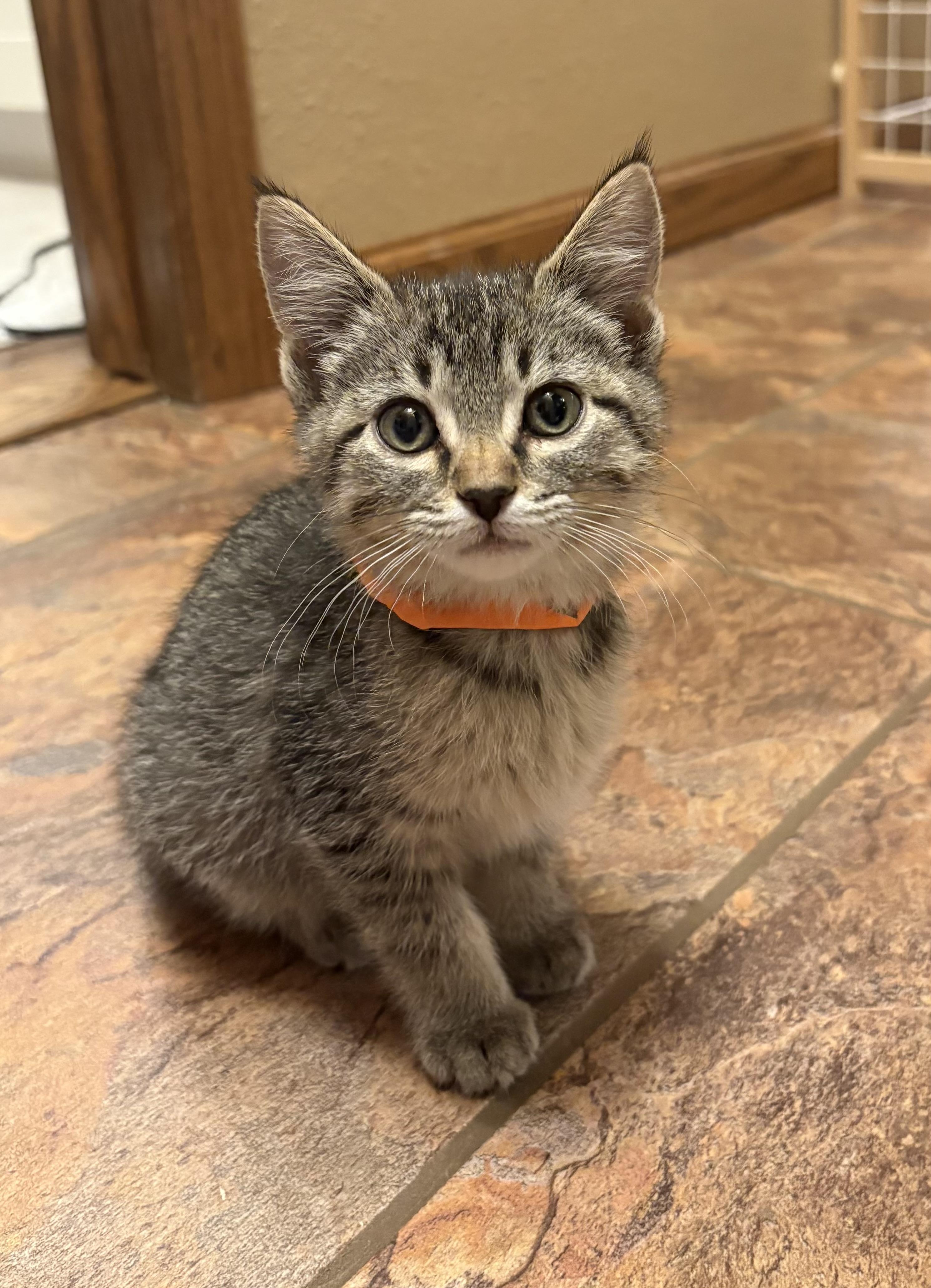 Enlarge Goose, an adopted Domestic Short Hair in Jamestown, ND image 1/1
