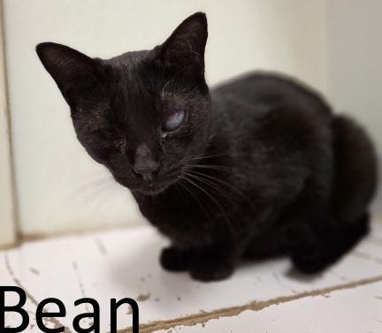 Bean, a Adoptable Domestic Medium Hair in Mountain View, AR image 1/3
