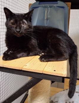 Enlarge Bean, a Adopted Domestic Medium Hair in Mountain View, AR image 1/3