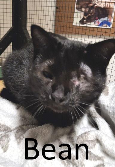 Enlarge Bean, a Adopted Domestic Medium Hair in Mountain View, AR image 2/3