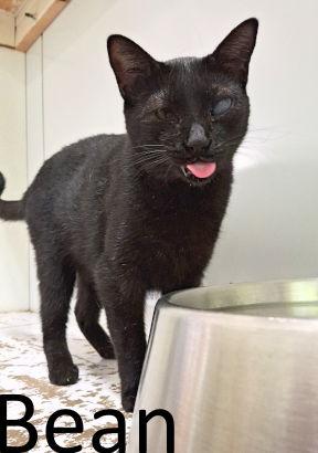 Bean, a Adoptable Domestic Medium Hair in Mountain View, AR image 2/3