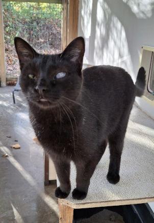 Bean, a Adoptable Domestic Medium Hair in Mountain View, AR image 3/3