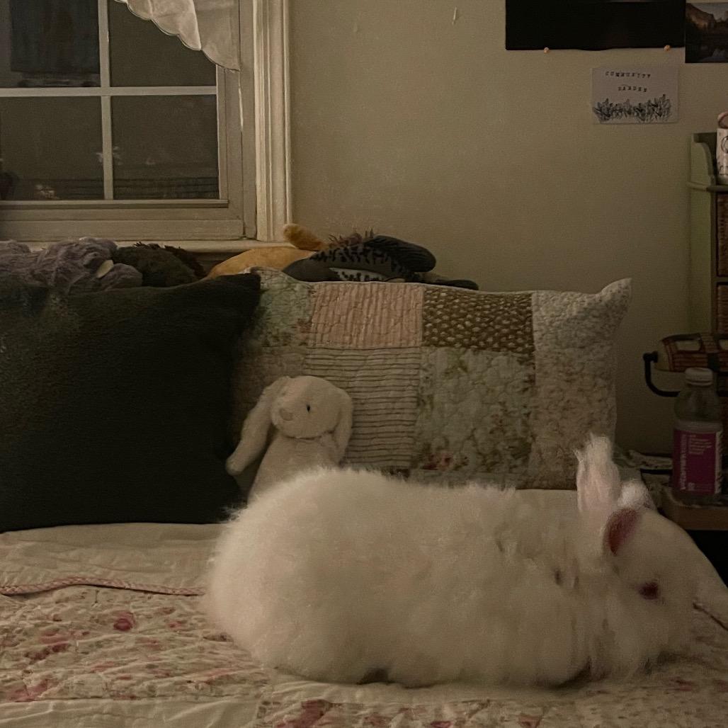 Goat, a Adoptable Angora Rabbit in Cream Ridge, NJ image 3/4