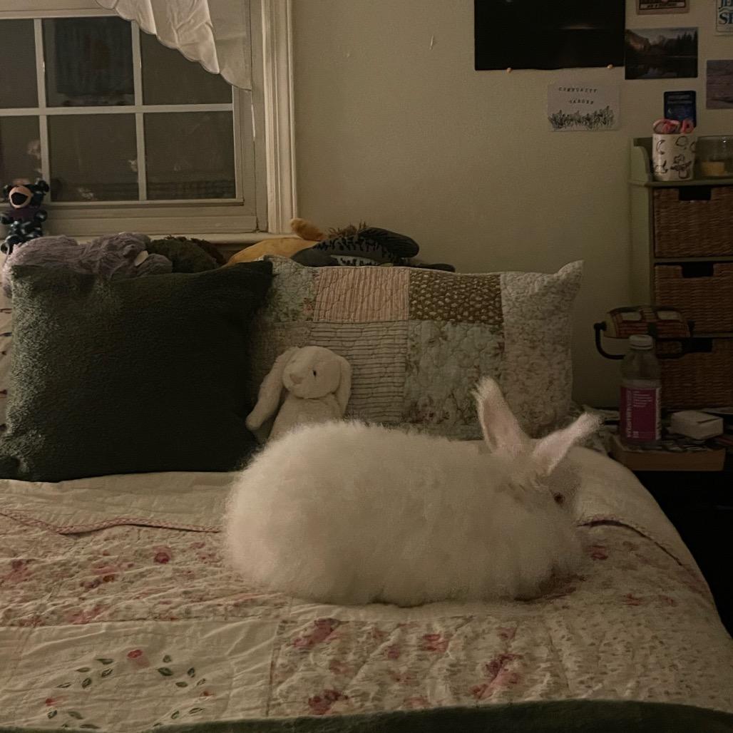 Goat, a Adoptable Angora Rabbit in Cream Ridge, NJ image 4/4