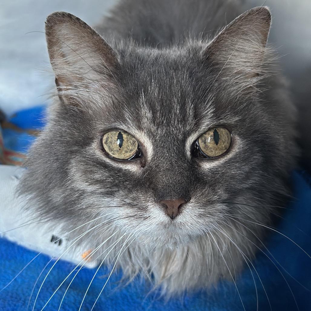Mochi, Adoptable, Senior Female Domestic Medium Hair & Mixed Breed.
