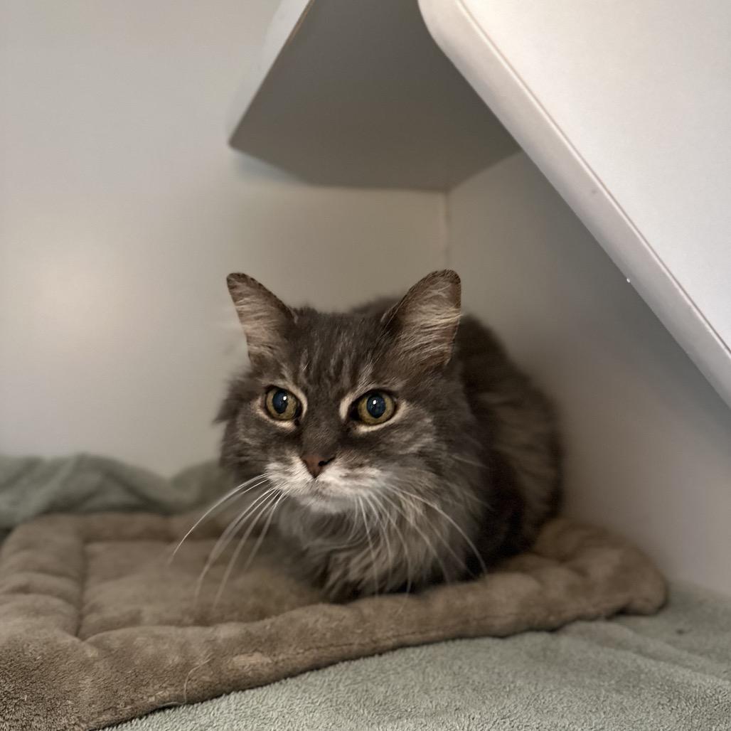 Enlarge Mochi, a Adoptable mixed breed in Matteson, IL image 3/6