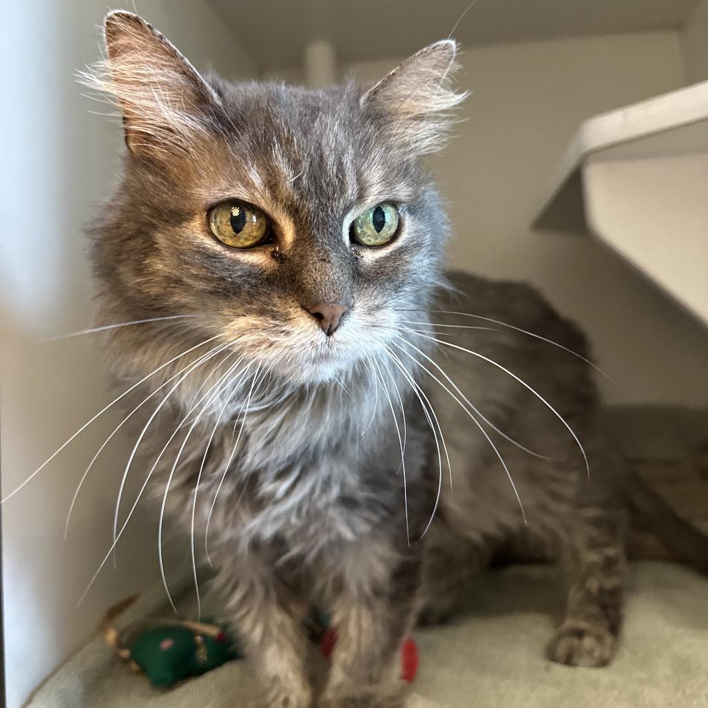 Enlarge Mochi, a Adoptable mixed breed in Matteson, IL image 4/6