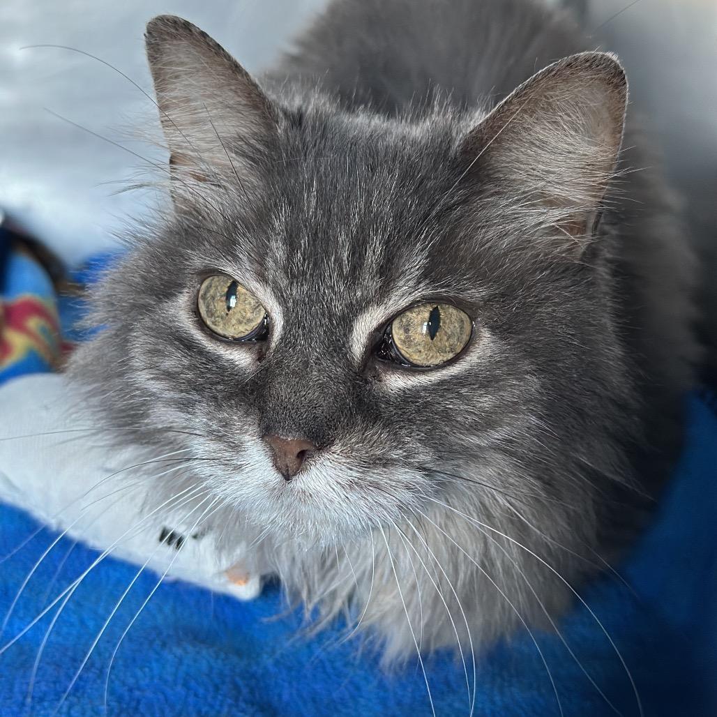 Enlarge Mochi, a Adoptable mixed breed in Matteson, IL image 5/6