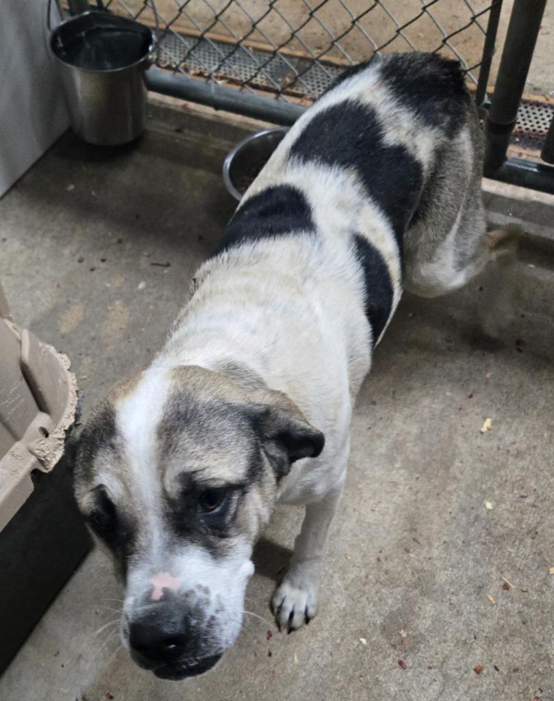 Yelena, Adoptable, Young Female Mixed Breed.