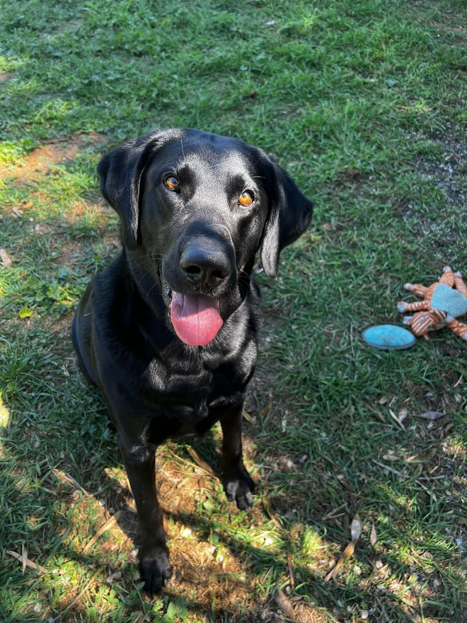 Enlarge Gunner, a ADOPTABLE mixed breed in Concord, CA image 5/6