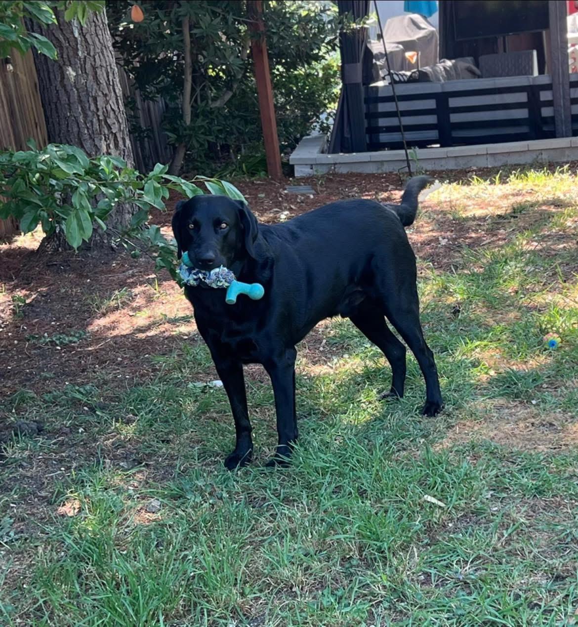 Enlarge Gunner, a ADOPTABLE mixed breed in Concord, CA image 6/6