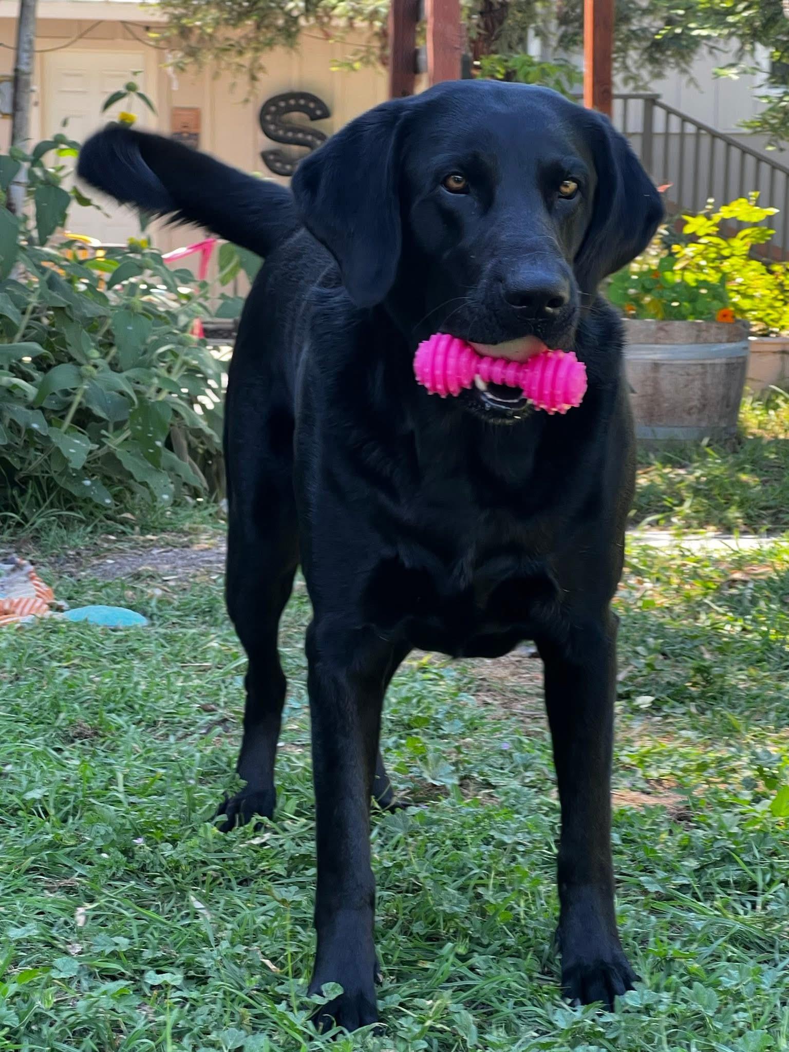Enlarge Gunner, a ADOPTABLE mixed breed in Concord, CA image 4/6