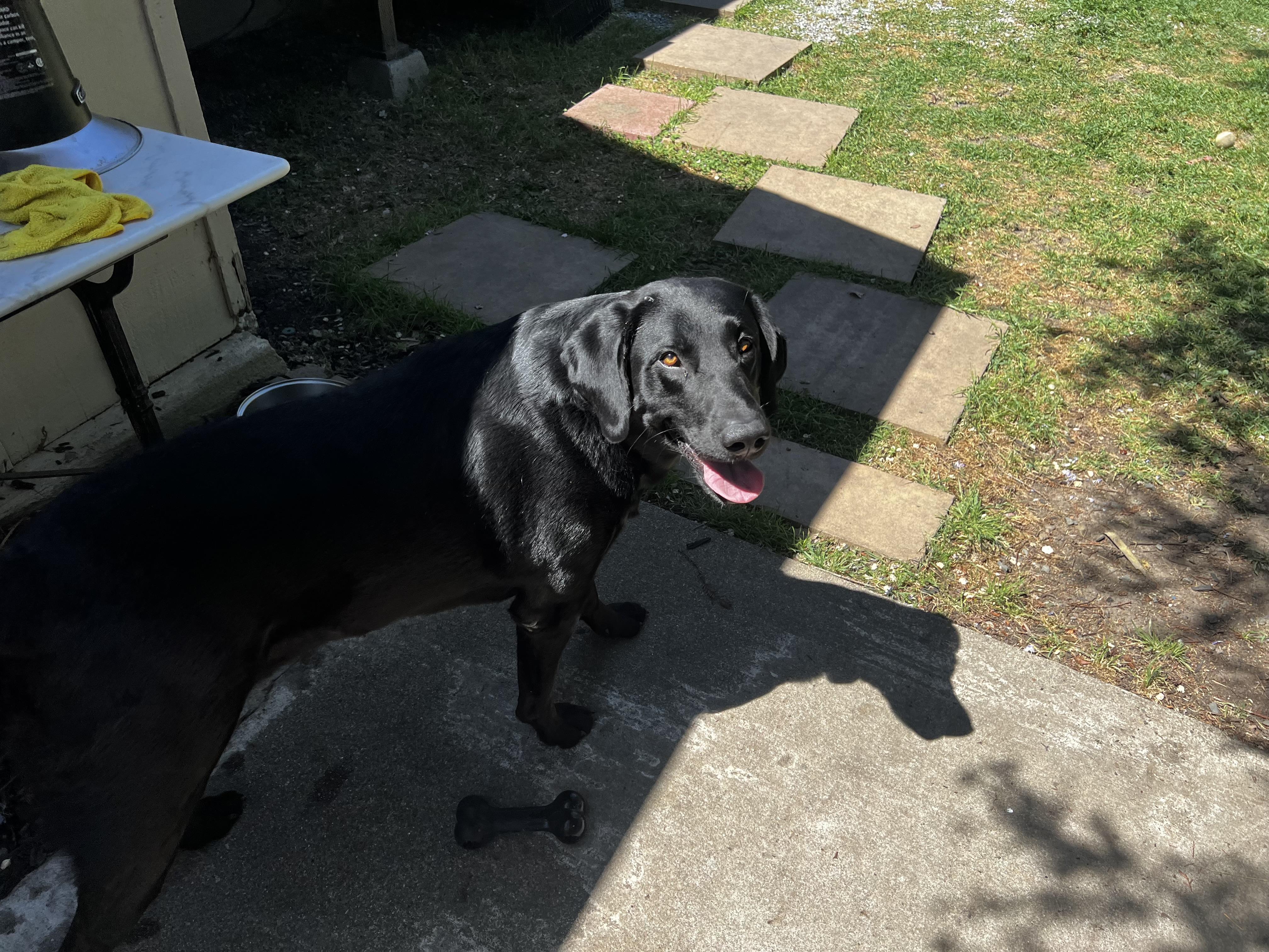 Gunner, ADOPTABLE, Adult Male Black Labrador Retriever.