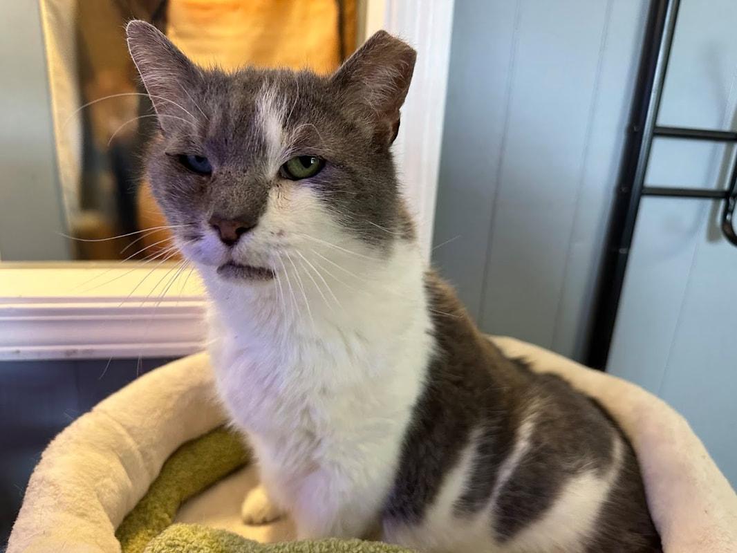 Jameson (Ask to meet me!), a Adoptable Domestic Short Hair in Kalamazoo, MI image 3/3