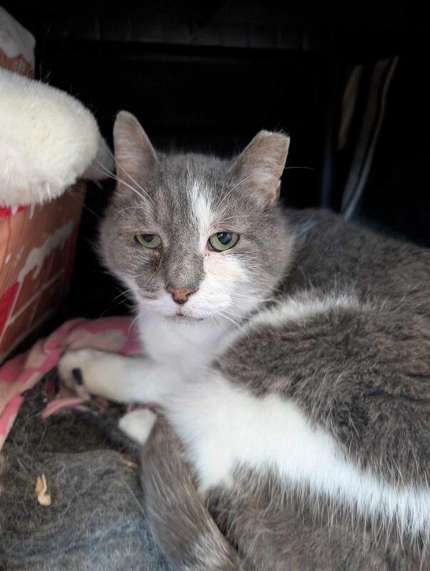 Jameson (Ask to meet me!), Adoptable, Senior Male Domestic Short Hair.