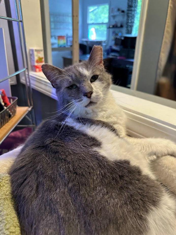 Jameson (Ask to meet me!), a Adoptable Domestic Short Hair in Kalamazoo, MI image 2/3