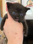 Robbie, an adoptable Domestic Short Hair in Heathsville, VA_image-1