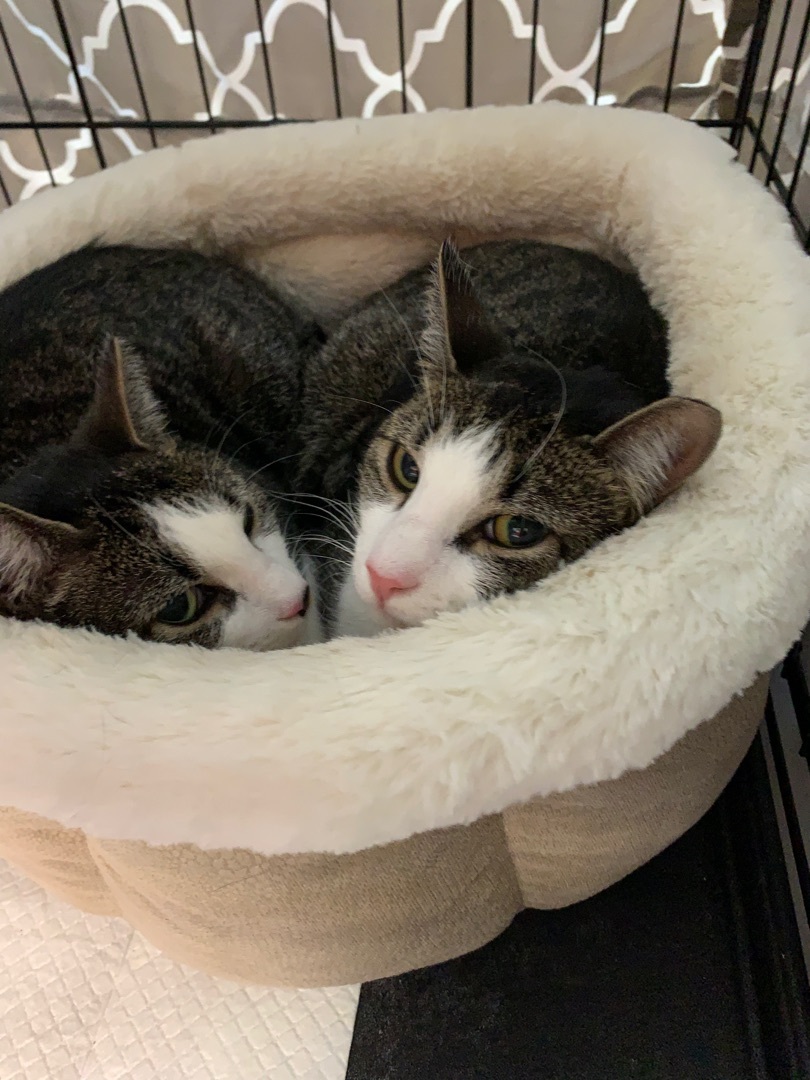 Enlarge Trixie & Pixie, a Adoptable Domestic Short Hair in West New York, NJ image 1/12