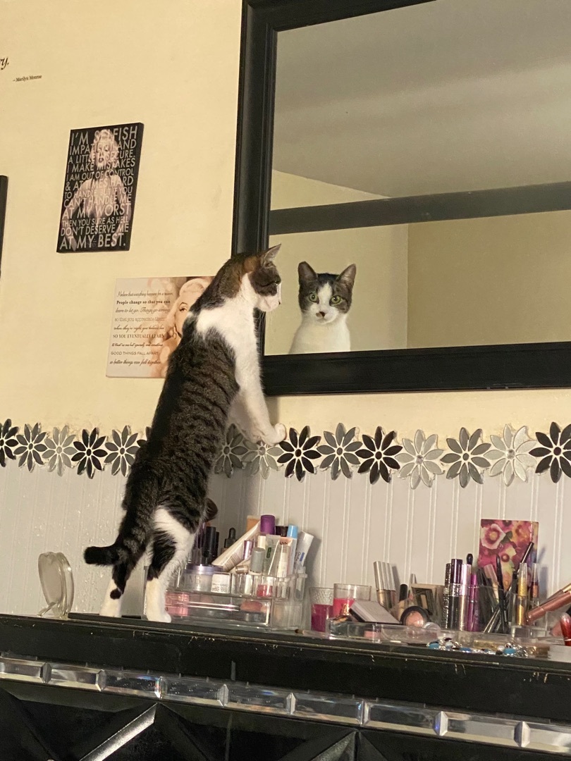 Enlarge Trixie & Pixie, a Adoptable Domestic Short Hair in West New York, NJ image 2/12