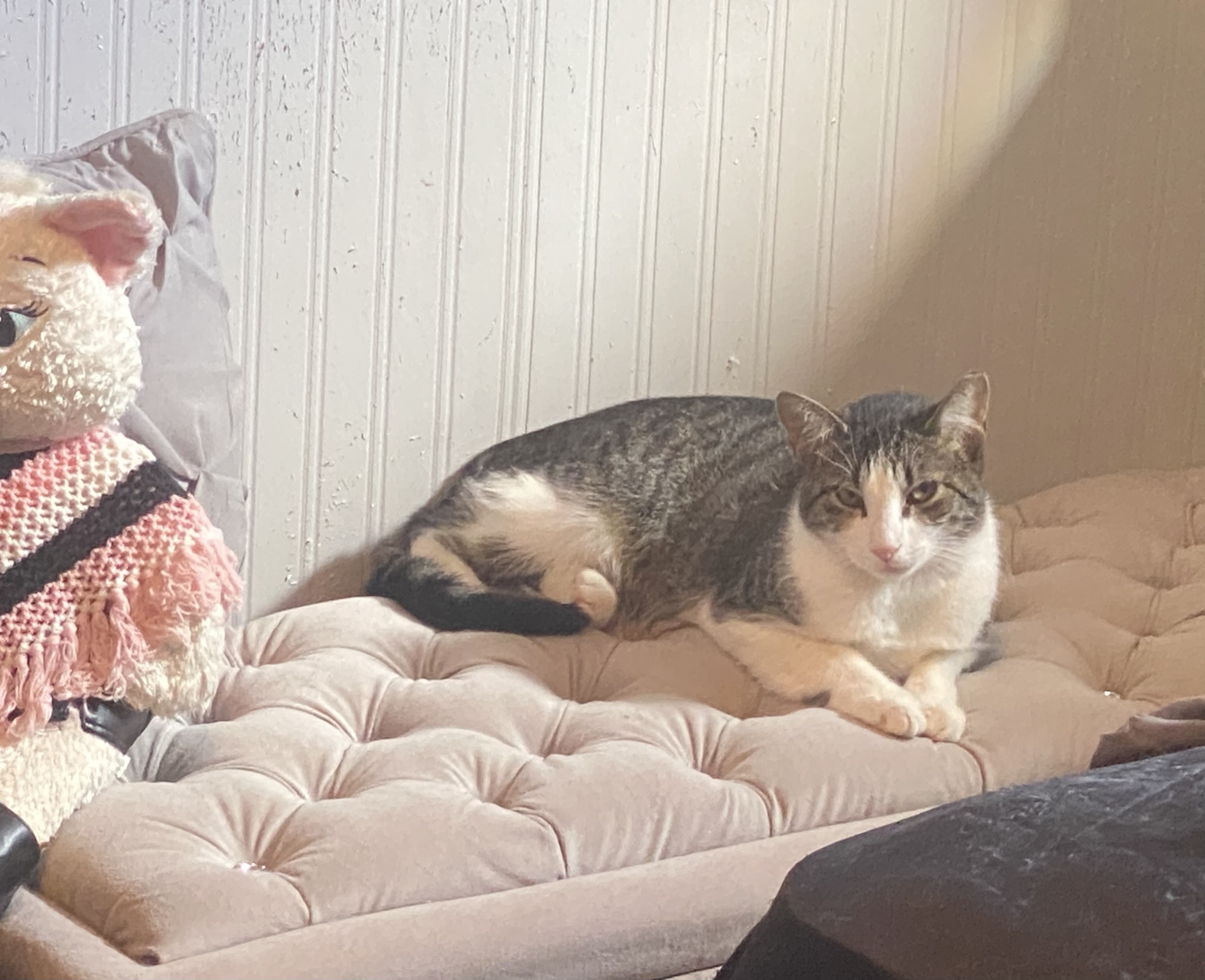 Enlarge Trixie & Pixie, a Adoptable Domestic Short Hair in West New York, NJ image 3/12