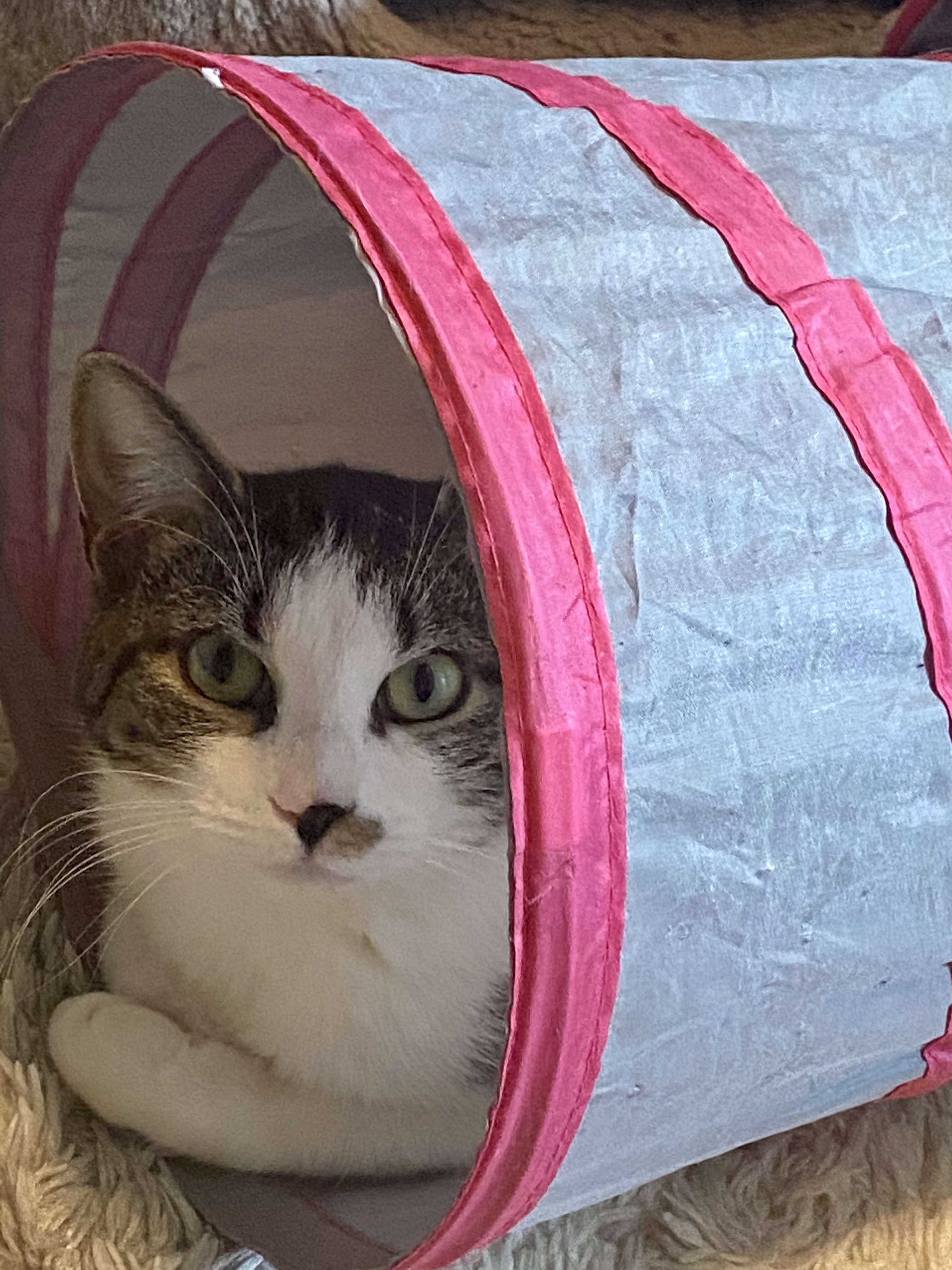 Enlarge Trixie & Pixie, a Adoptable Domestic Short Hair in West New York, NJ image 5/12