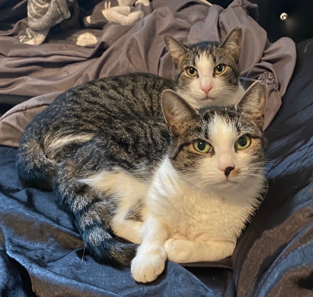 Enlarge Trixie & Pixie, a Adoptable Domestic Short Hair in West New York, NJ image 6/12
