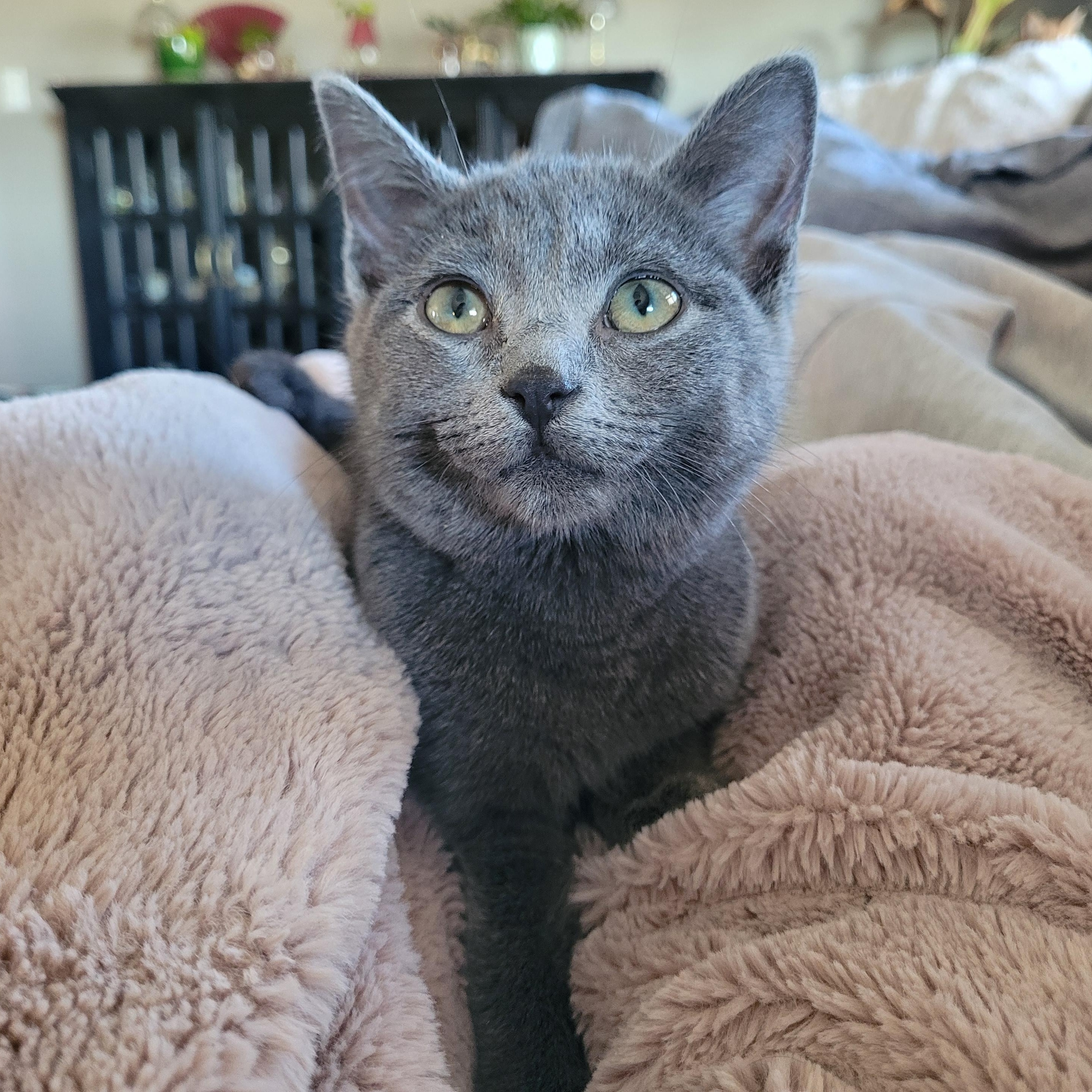 Sally, a ADOPTABLE Domestic Short Hair in Indianapolis, IN image 1/6