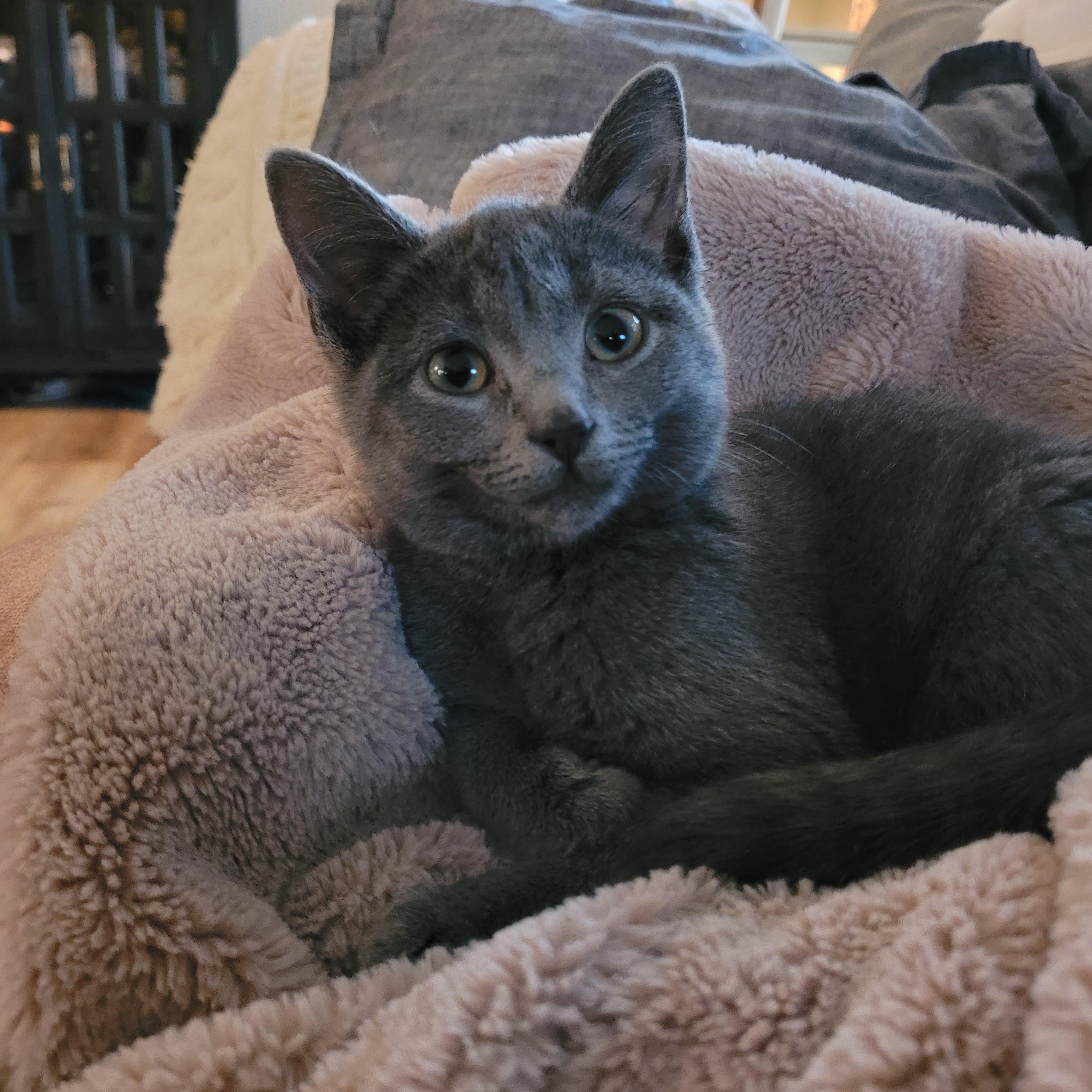 Sally, a ADOPTABLE Domestic Short Hair in Indianapolis, IN image 2/6