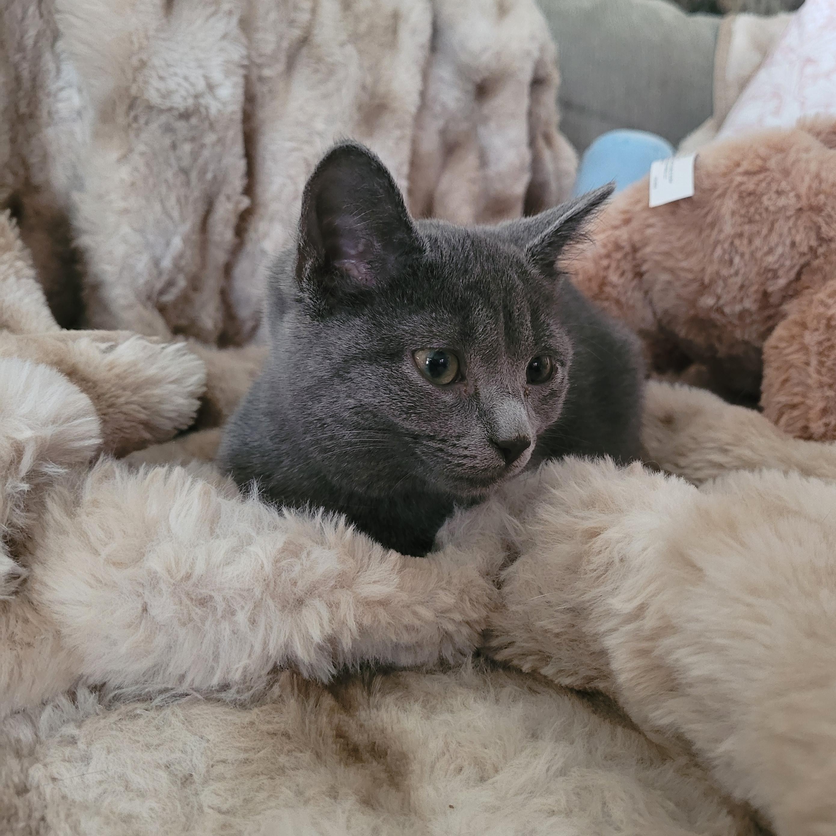 Sally, a ADOPTABLE Domestic Short Hair in Indianapolis, IN image 3/6