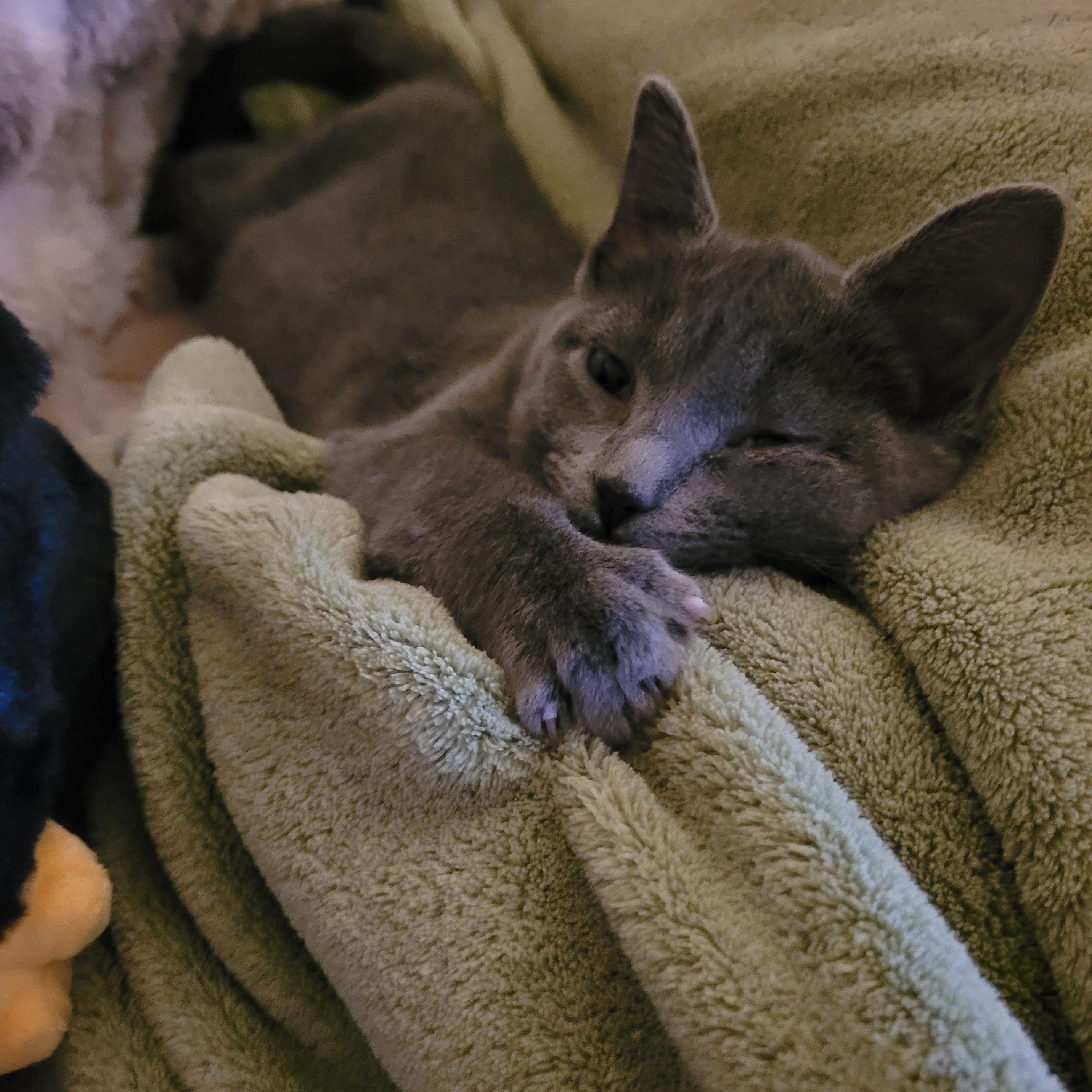 Sally, a ADOPTABLE Domestic Short Hair in Indianapolis, IN image 4/6