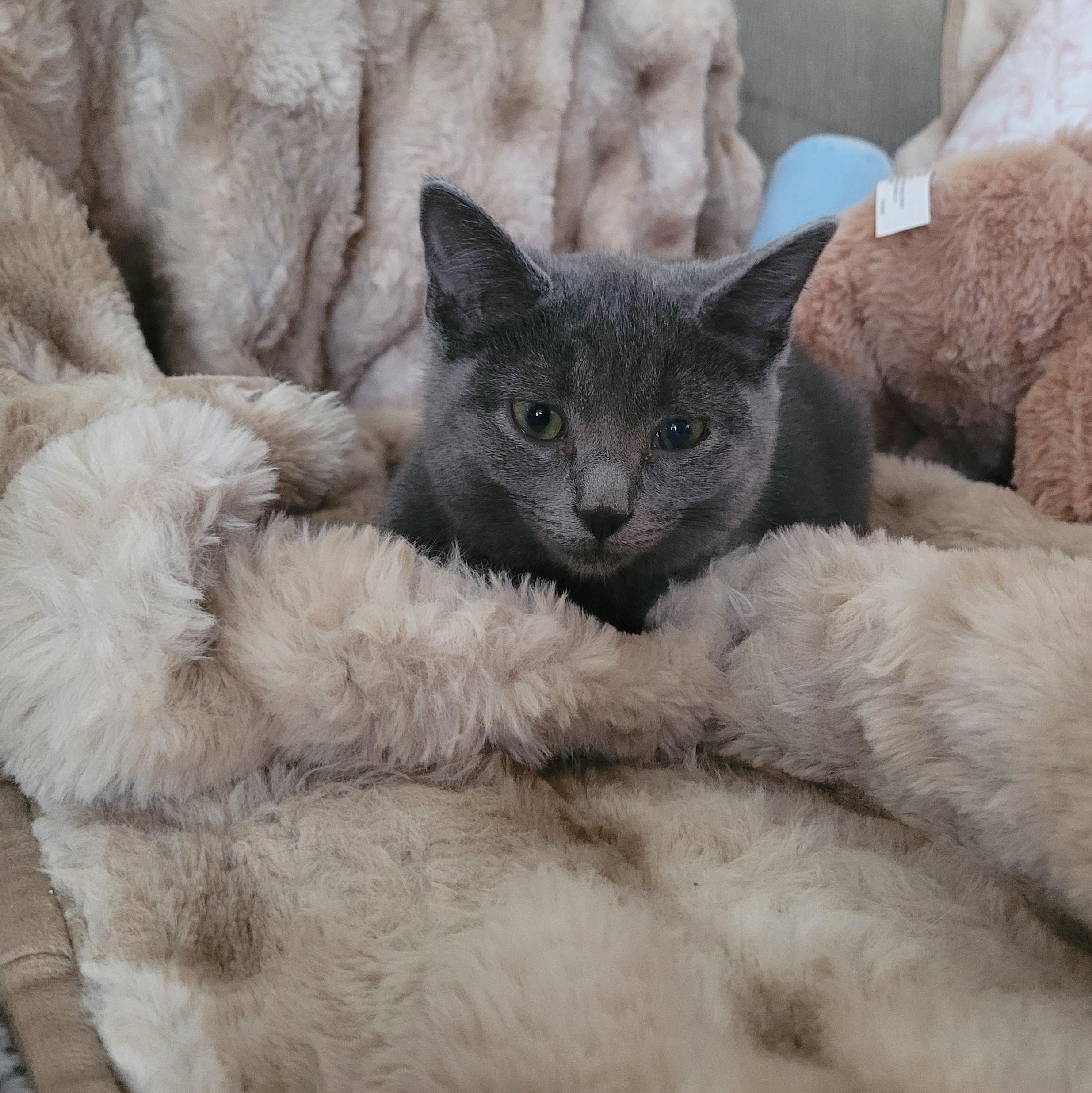 Sally, a ADOPTABLE Domestic Short Hair in Indianapolis, IN image 5/6