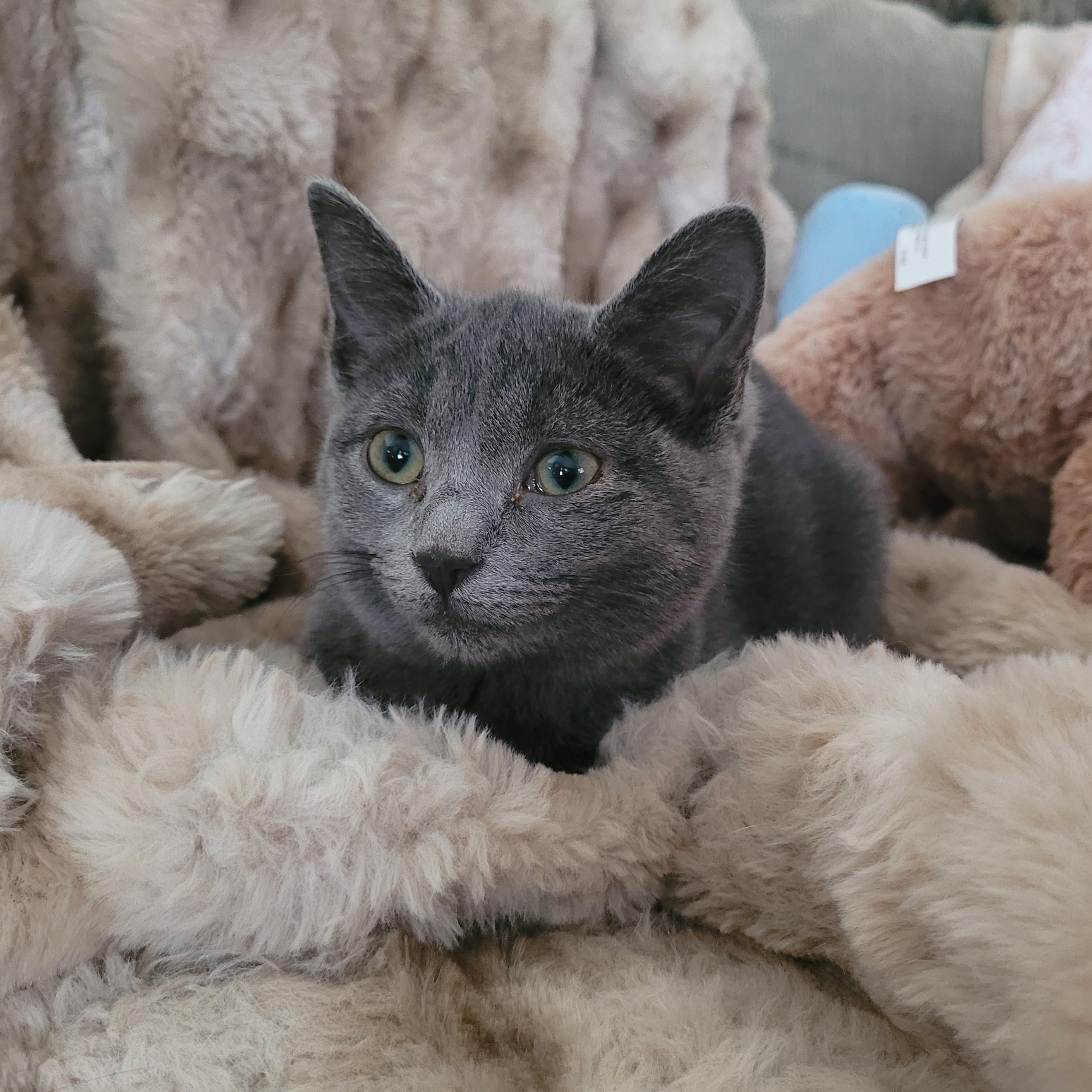 Sally, a ADOPTABLE Domestic Short Hair in Indianapolis, IN image 6/6