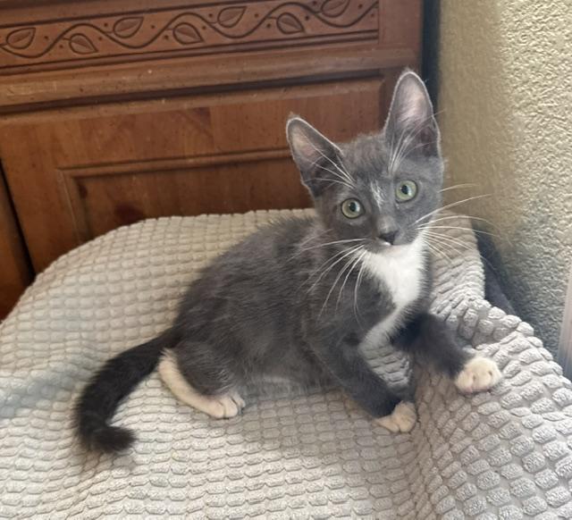 Rusty, an adopted Domestic Short Hair in Las Vegas, NV image 2/3