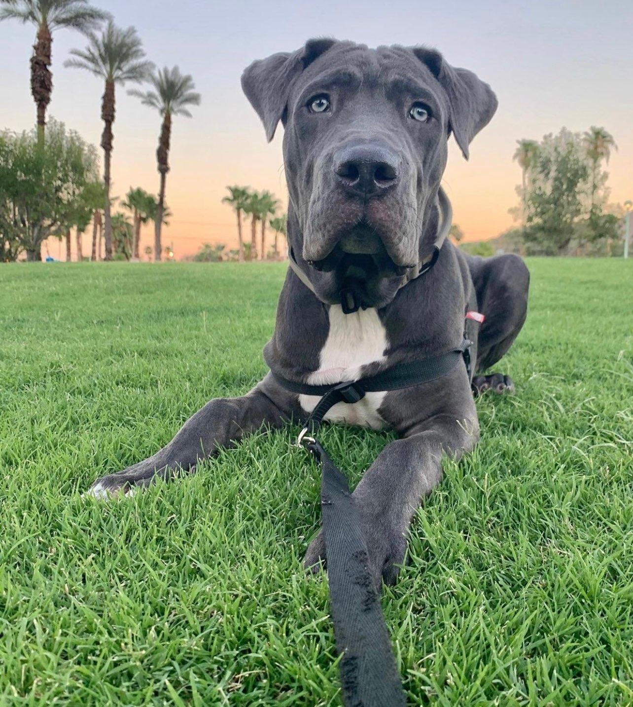 Leo, Adoptable, Adult Male Neapolitan Mastiff.