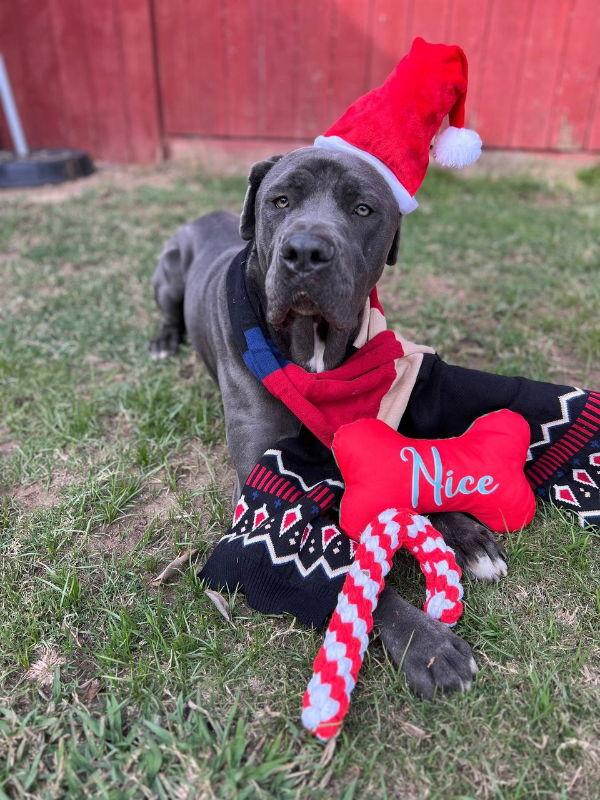 Enlarge Leo, a Adoptable Neapolitan Mastiff in San Diego, CA image 2/6