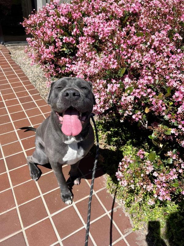 Enlarge Leo, a Adoptable Neapolitan Mastiff in San Diego, CA image 3/6