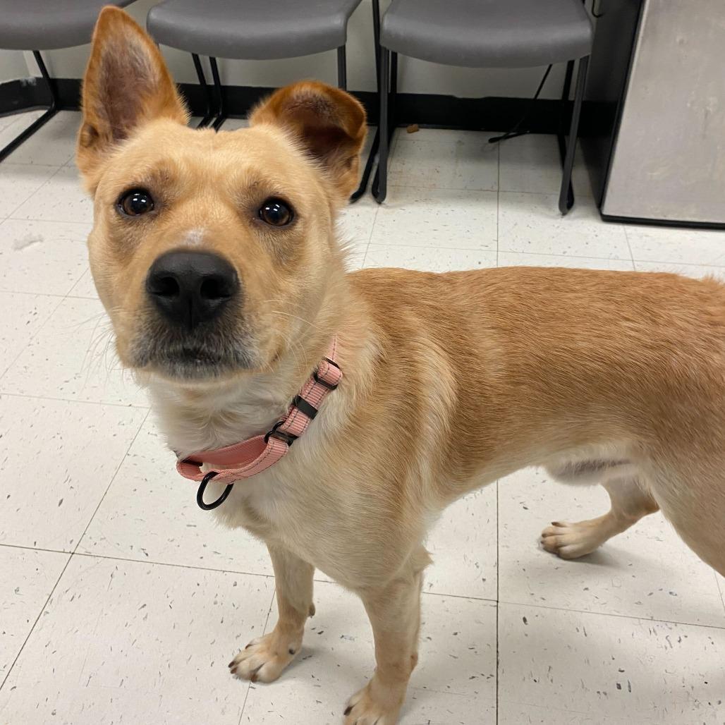 Enlarge Metallica, a Adoptable Mixed Breed in Davenport, IA image 1/1