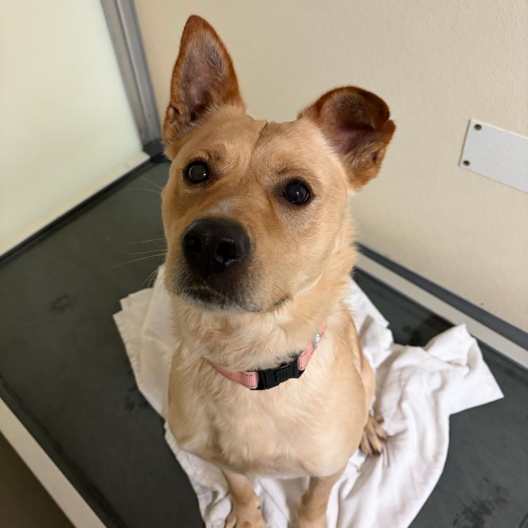 Metallica, a Adoptable Mixed Breed in Davenport, IA image 2/2