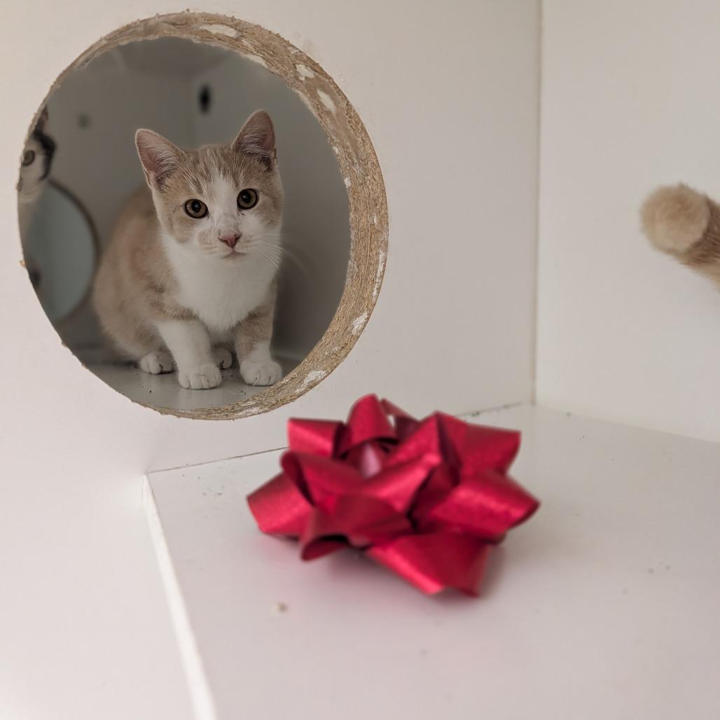 Hiro, Adoptable, Young Male Domestic Short Hair.