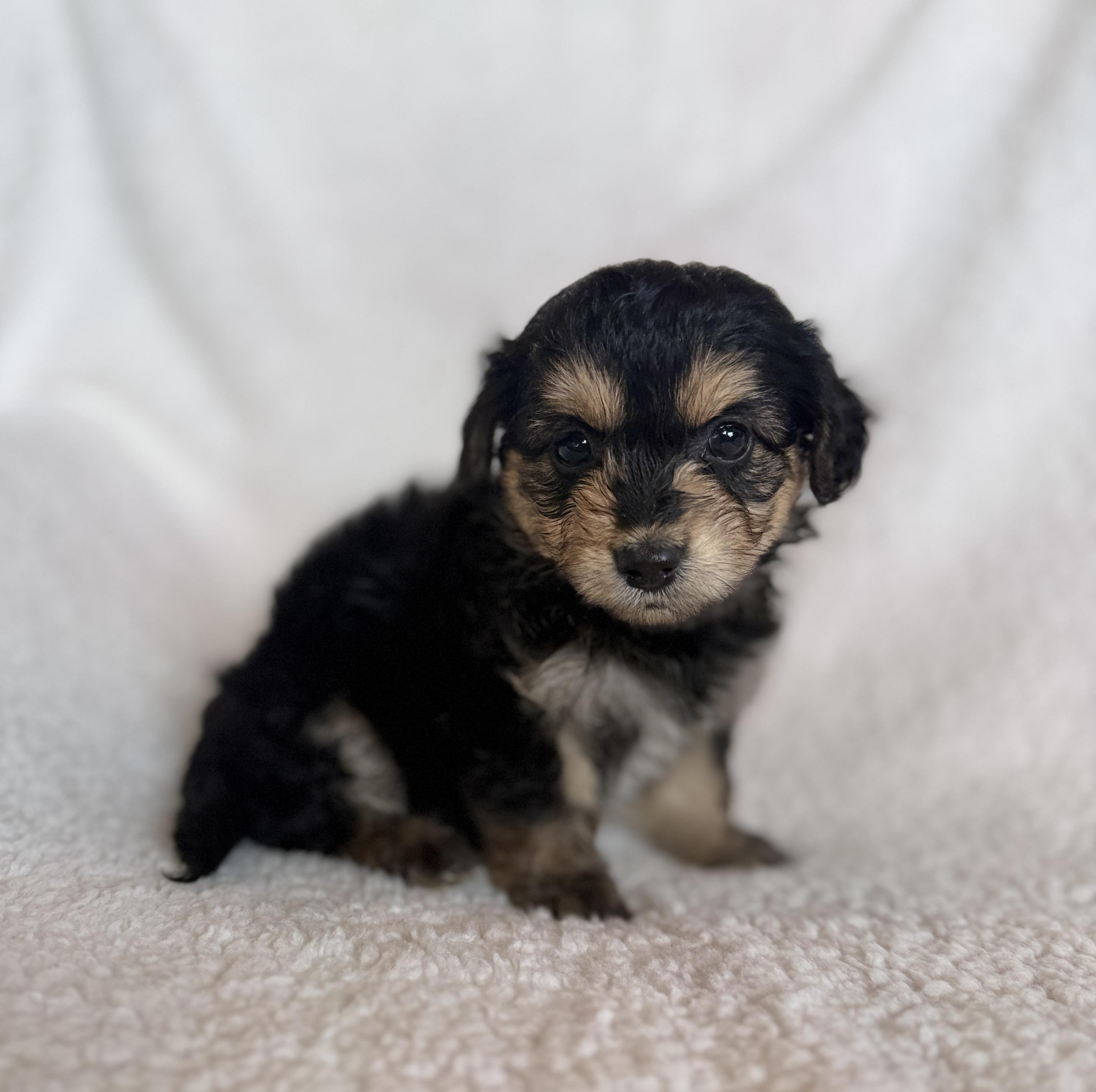 Enlarge Bianca, an adopted mixed breed in Hales corners, WI image 3/3