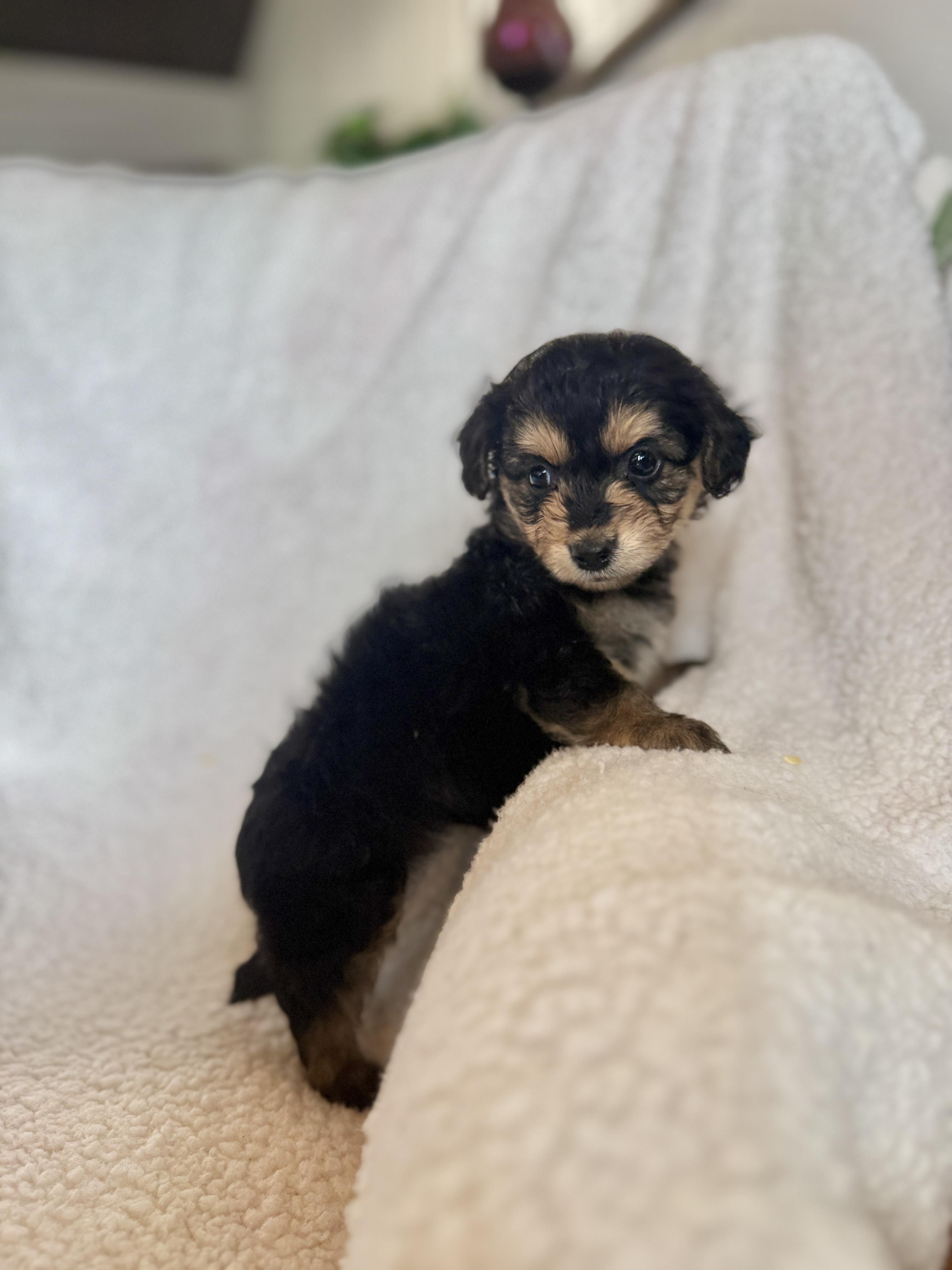 Bianca, adopted, Puppy Female Dachshund (Miniature Long Haired) & Miniature Poodle.