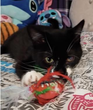 Shamrock , a ADOPTABLE Domestic Medium Hair in Saginaw, MI image 2/3