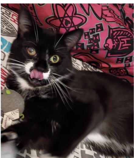 Shamrock , ADOPTABLE, Kitten Male Domestic Medium Hair.