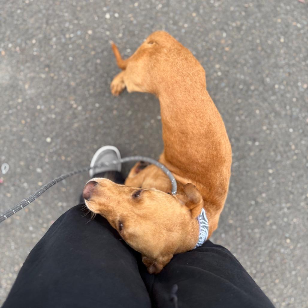 Denver, a Adoptable mixed breed in Newberg, OR image 1/6