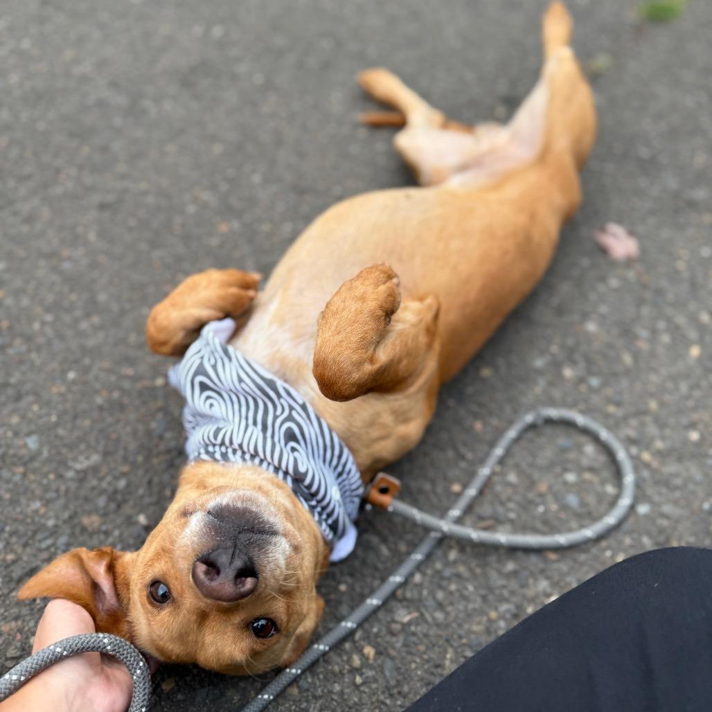Denver, a Adoptable mixed breed in Newberg, OR image 2/6