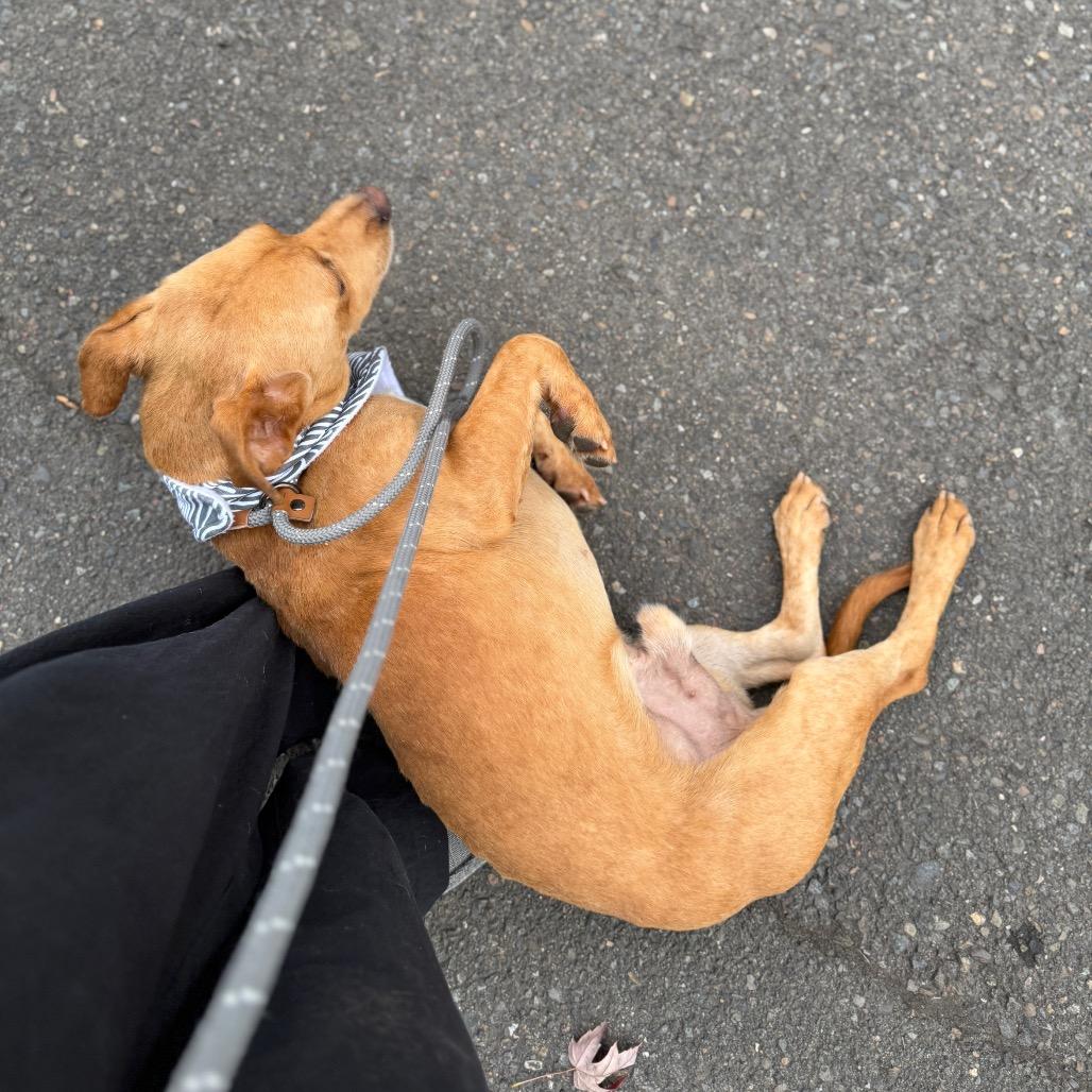 Denver, a Adoptable mixed breed in Newberg, OR image 3/6