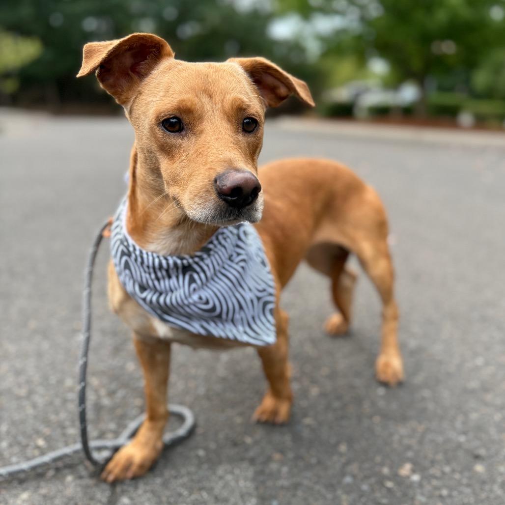 Denver, a Adoptable mixed breed in Newberg, OR image 4/6