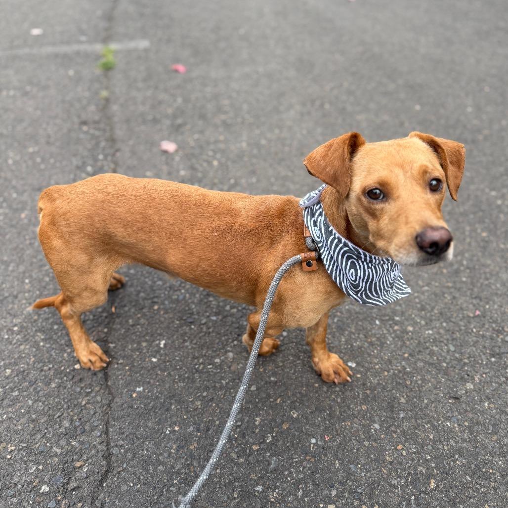 Denver, a Adoptable mixed breed in Newberg, OR image 5/6