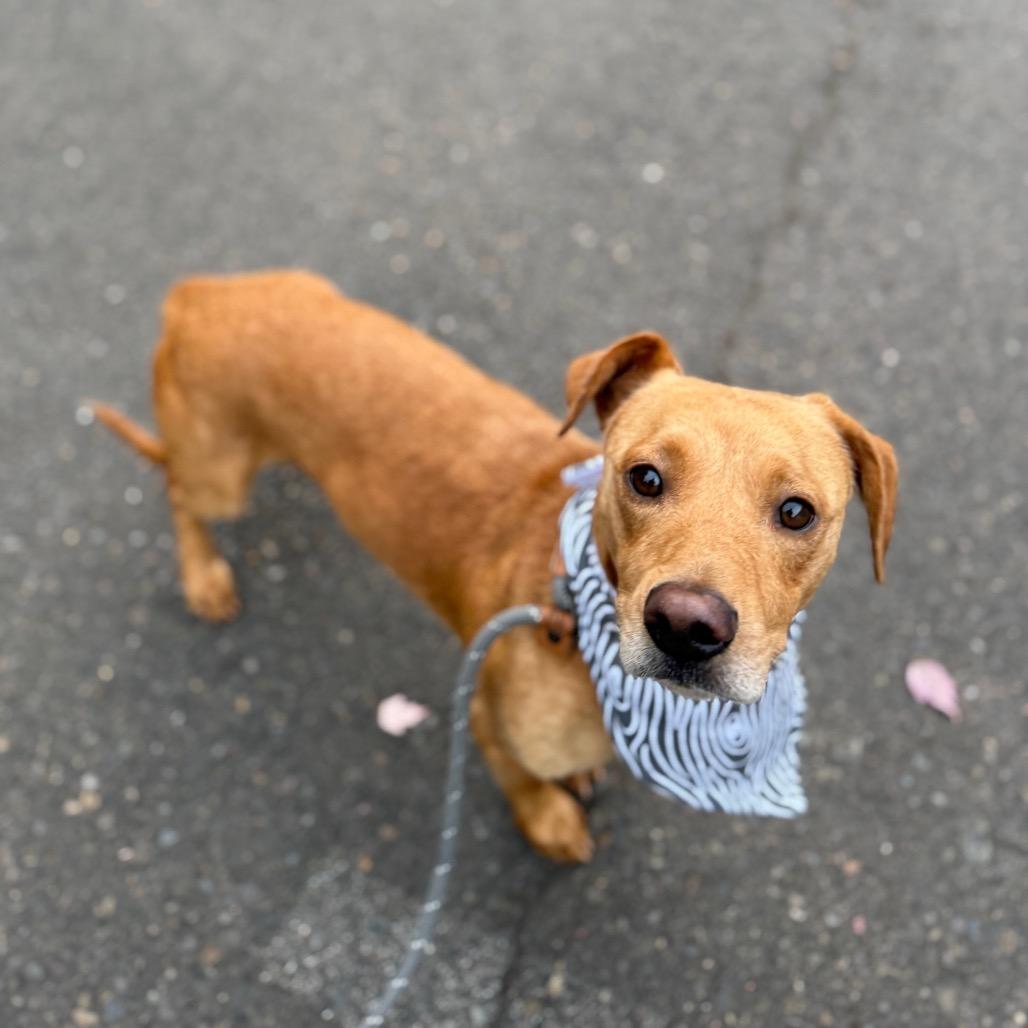 Denver, a Adoptable mixed breed in Newberg, OR image 6/6