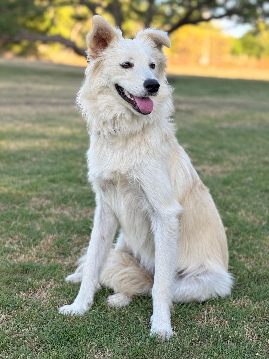 Enlarge Skye, a Adoptable mixed breed in Helotes, TX image 1/3